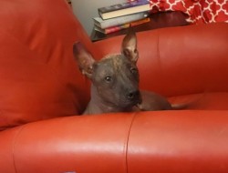 Bugsy2
