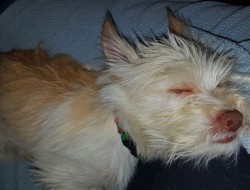 Chester