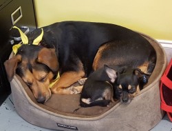 Lilly-Aidy