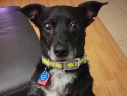 Maxwell