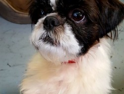 Rufus